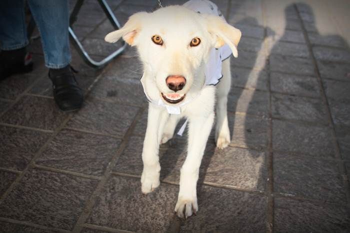 derechos-de-los-perros-1
