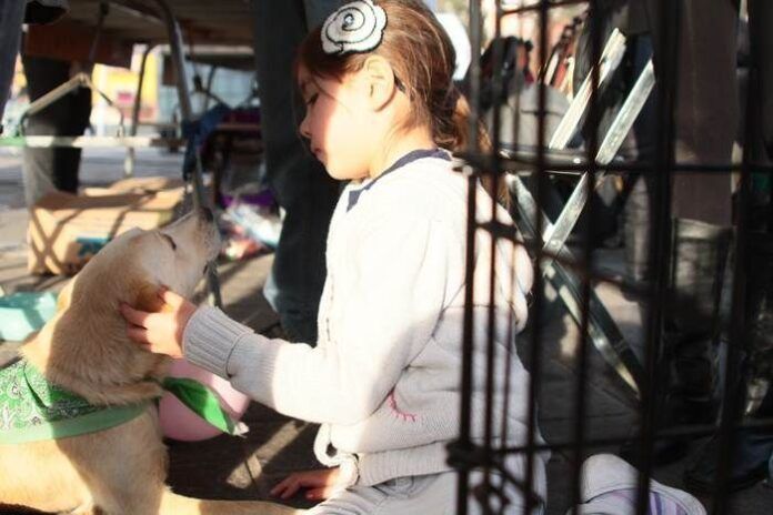 derechos-de-los-perros-2