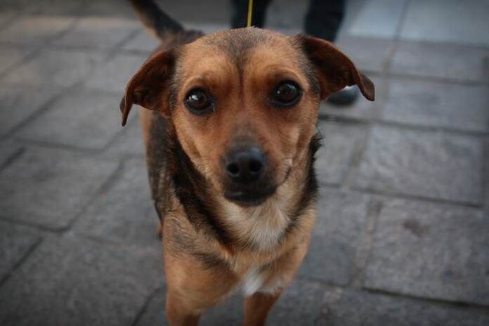 derechos-de-los-perros-3 derechos-de-los-perros-3