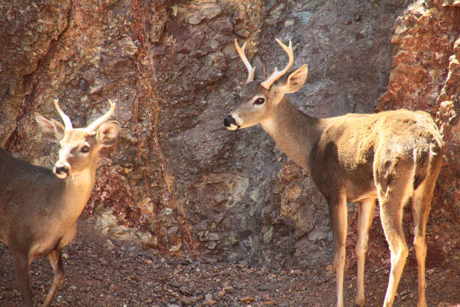 En el zoológico de La Encantada se encuentran un puma, coyotes, venados cola blanca, tejones, perritos de las praderas, un lince rojo, aguilillas y otras especies de la fauna de Zacatecas.