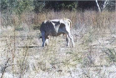 sequia7-130