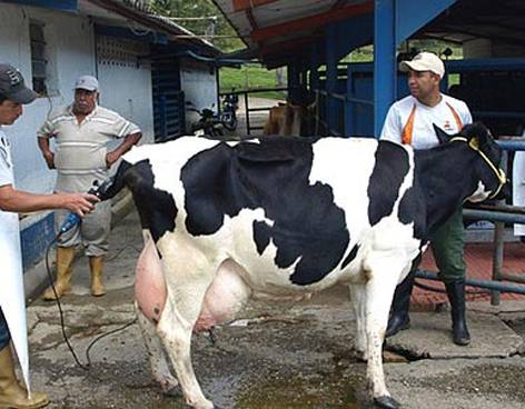 vaca vaca