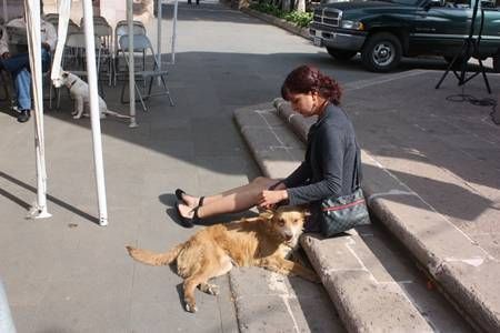 perro