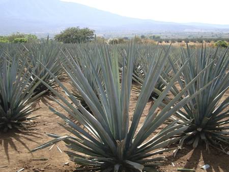 agave agave