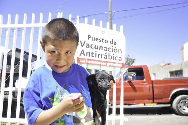 vacunacion-antirrabica-cacf1