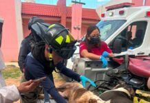 Atacan abejas a 5 personas y 2 perritos en San Jerónimo