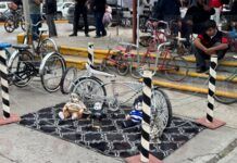 Un éxito, primera Concentración de Bicicletas Lecheras en Fresnillo