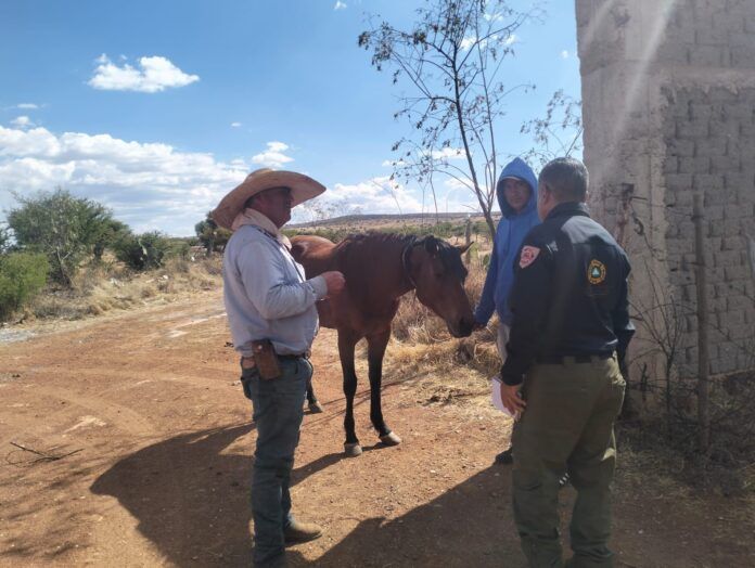 caballo
