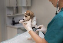 Cómo elegir una buena veterinaria en Zacatecas: qué revisar antes de llevar a tu mascota