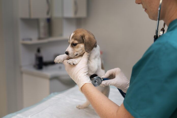 close-up-veterinarian-taking-care-dog
