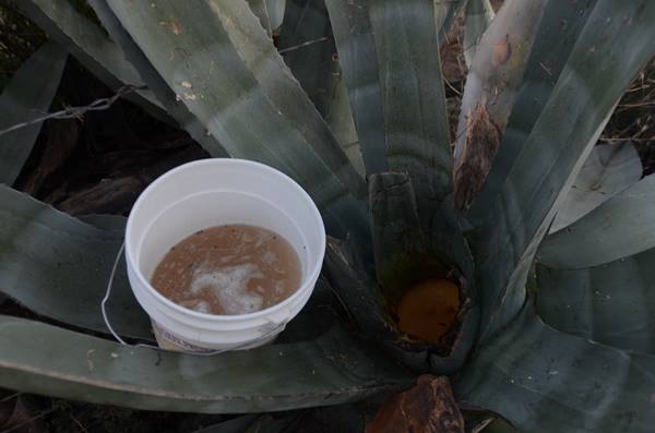 agua-miel-zac-4