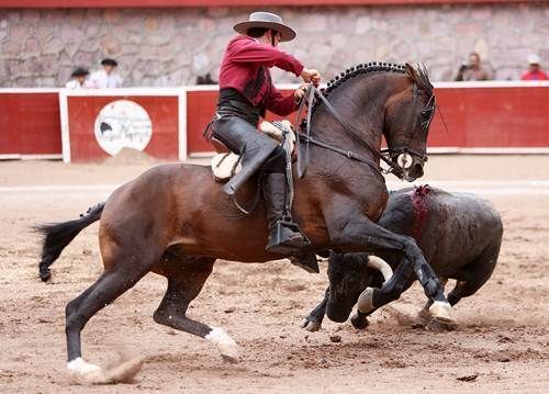 toros2