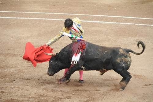 Toros3
