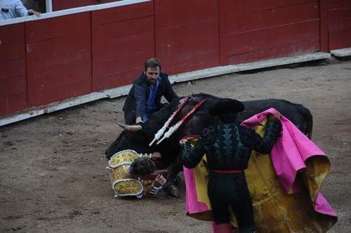 toros6