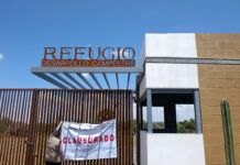 Clausura Profepa desarrollo campestre en Guadalupe por arrasar árboles