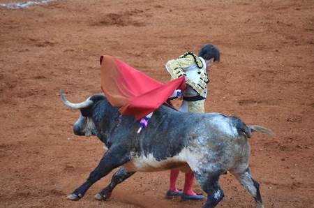 toros-fenaza-4