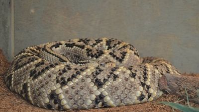 expo-reptiles-4
