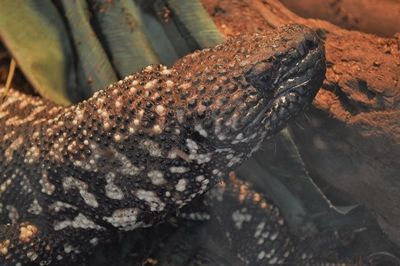 expo-reptiles-5