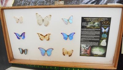 expo-reptiles-6