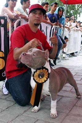 pitbulls-2