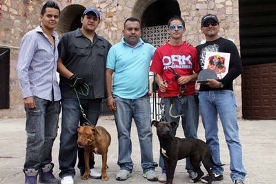 pitbulls-3