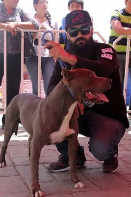 pitbulls-4