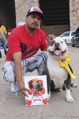 pitbulls-6
