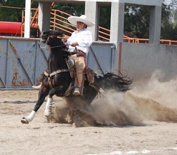Cala de caballo, la primera de las suertes charras. Cala de caballo, la primera de las suertes charras.