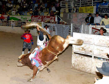 Arriesgadas montas de jinetes zacatecanos. Arriesgadas montas de jinetes zacatecanos.