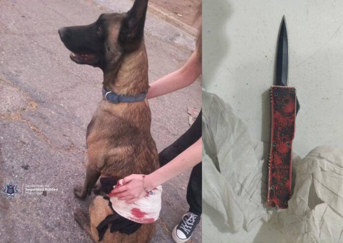 hiere-perro-1