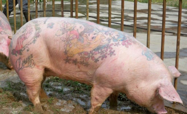 cerdo tatuaje cerdo tatuaje