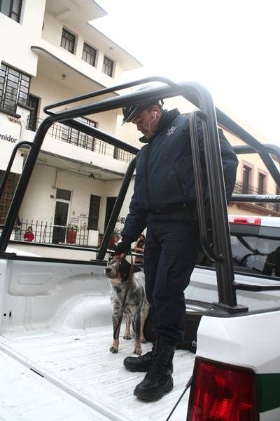 perro-3