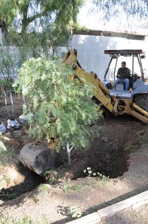 arboles-arroyo-plata