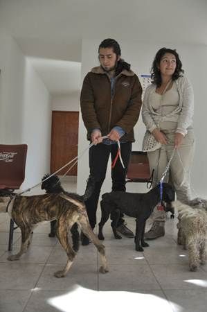 centro-canino-2