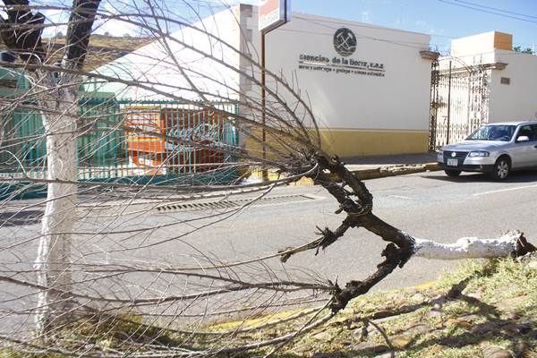 arboles-viento-1