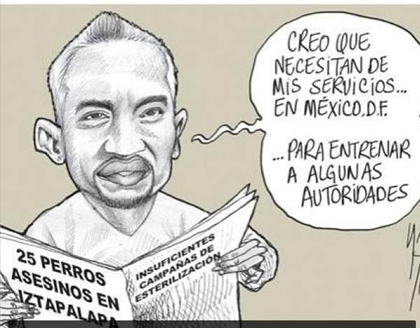 perros-12