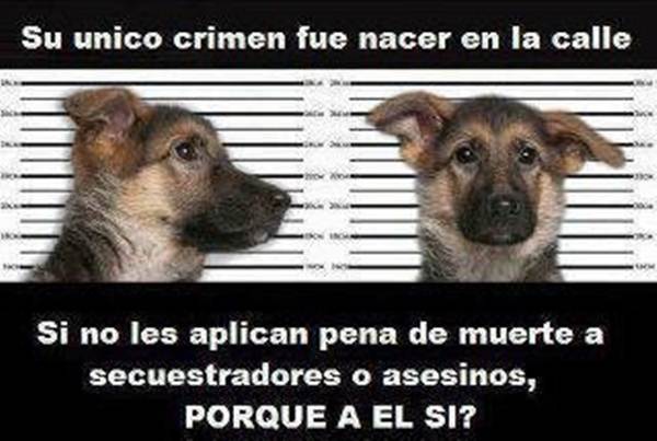 perros-2 perros-2