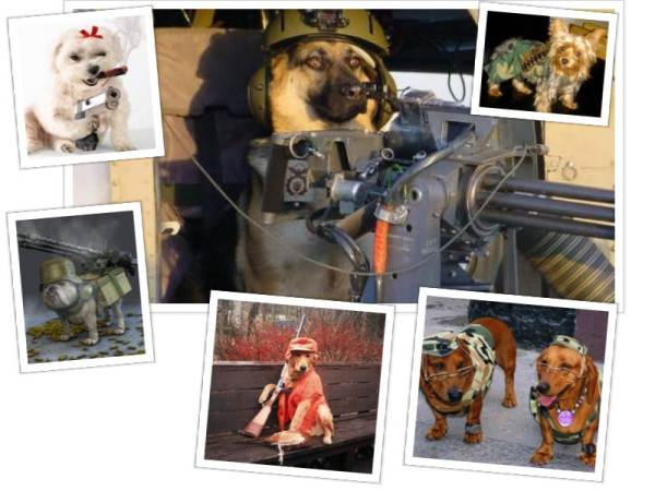 perros-7