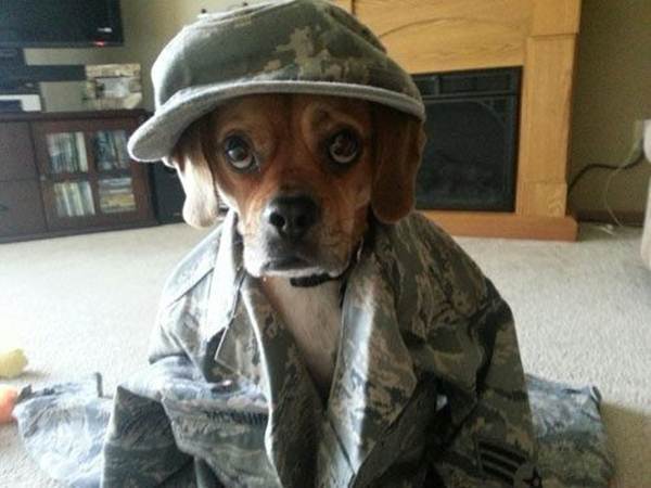 perros-8