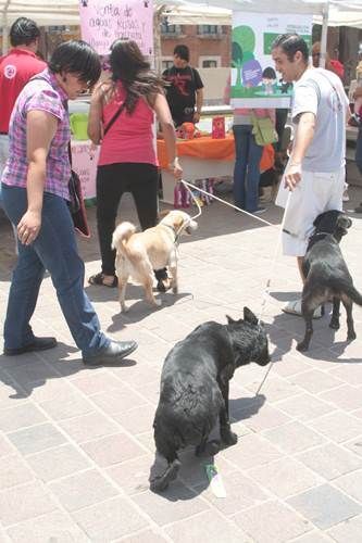rescatando-hullitas-3