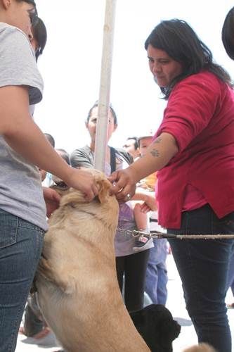 rescatando-hullitas-6