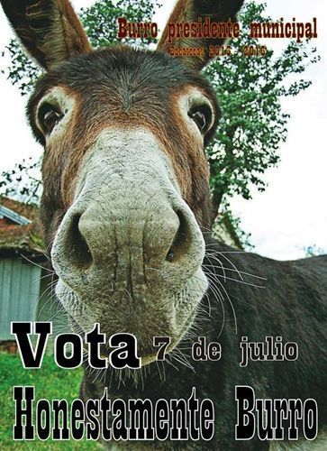 honestamente-burro4