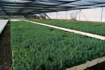 Vivero4