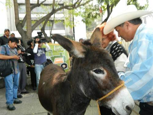 burro