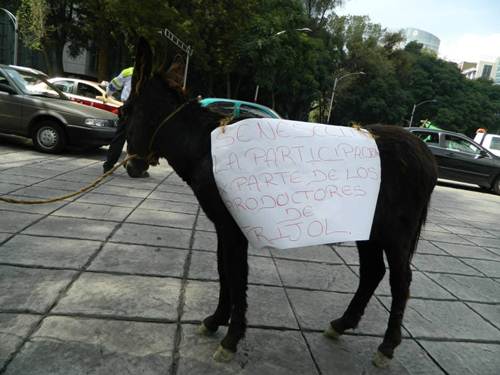 burro1