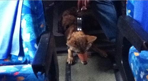 coyote2