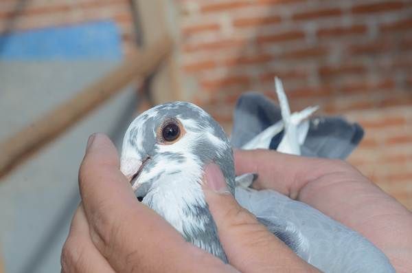 asociacion-colombofila-4