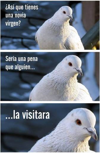 monja monja