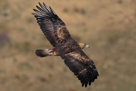 aguila-real aguila-real