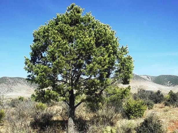 dia-arbol dia-arbol